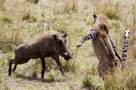 Warthog social behavior