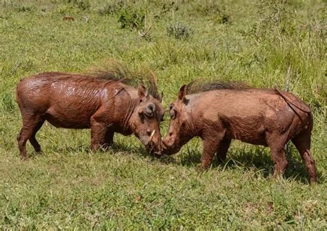 Warthog interacting with a goat