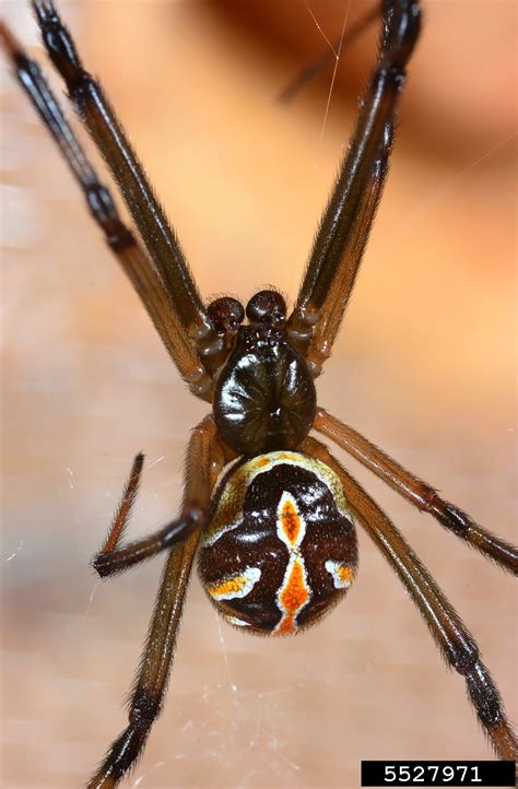 Western Black Widow Spider