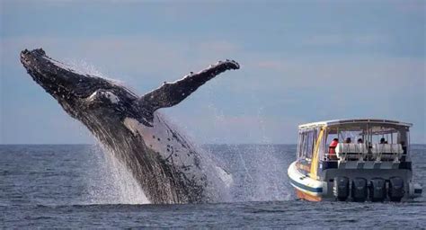 Whale Watching