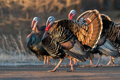 A group of wild turkeys foraging for food