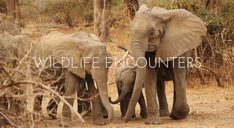 Description of Wildlife Encounters