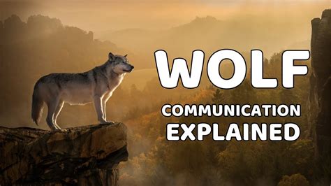 Wolves using body language to communicate