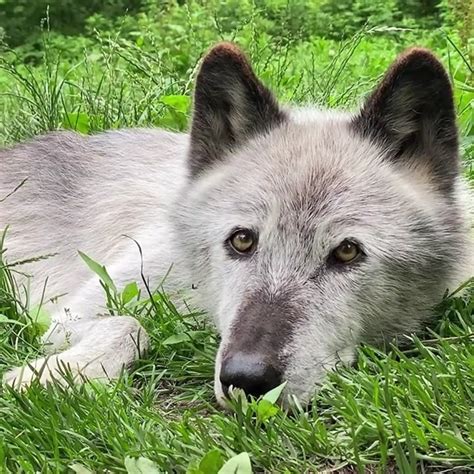 Conservation efforts to protect wolf populations