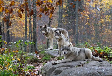 Wolf habitat and ecosystem