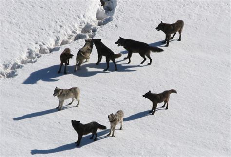 Wolf pack roaming in the wilderness