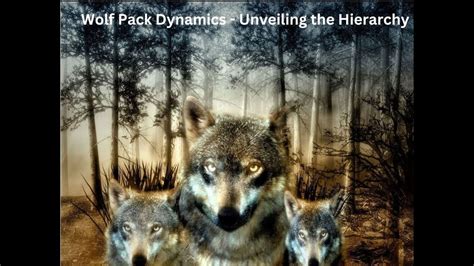 Wolf pack dynamics and social behavior