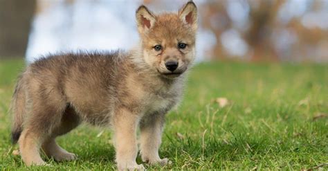 Wolf pup playing in the wild