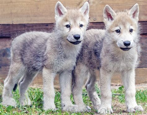 Wolf pups playing and exploring their surroundings