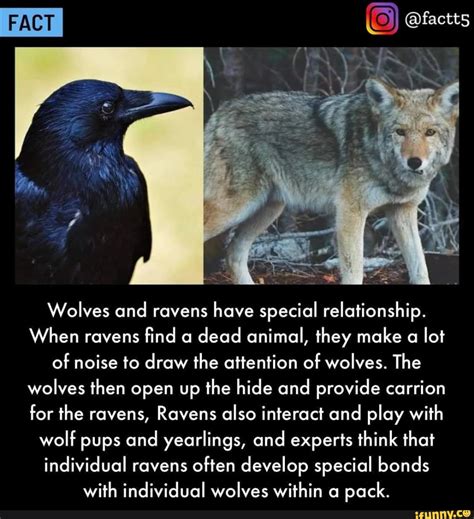 Symbolism of Wolf and Raven