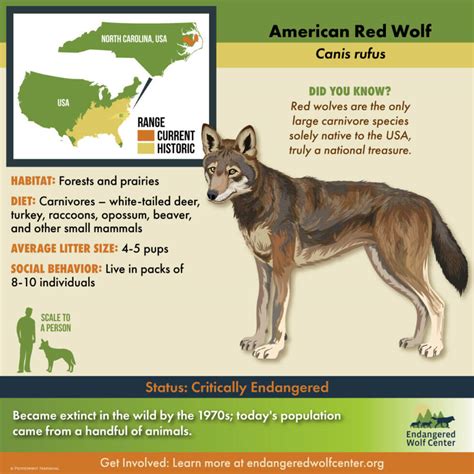 Scientists studying wolf behavior and biology