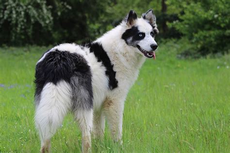 Yakutian Laika